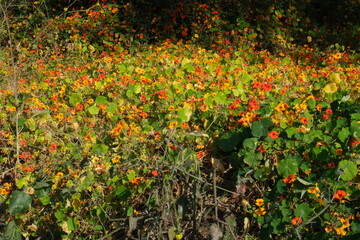 Pretty yellow orange flower field in la jolla cove san diego california