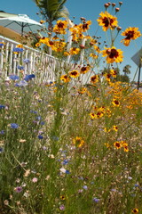 Sunflowers and other pastel colored flowers in a san diego front yard
