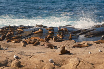 Sea lions and seagulls at la jolla cove san diego