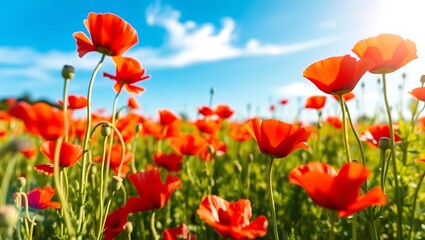 "Vibrant Red Poppies in a Sunlit Field &ndash; A Selective Focus Masterpiece"
