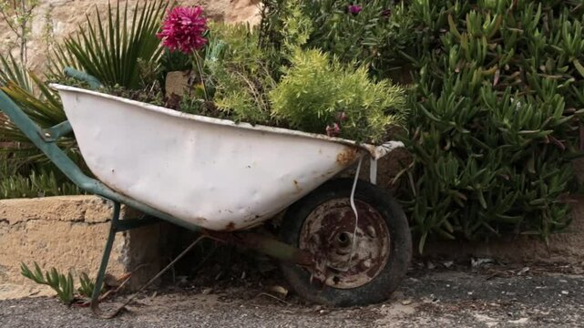 An aold rusty wheelbarrow is creatively used as a flower planter, filled with vibrant greenery and pink blooms. It stands beside a lush hedge on a paved garden path, evoking rustic charm.