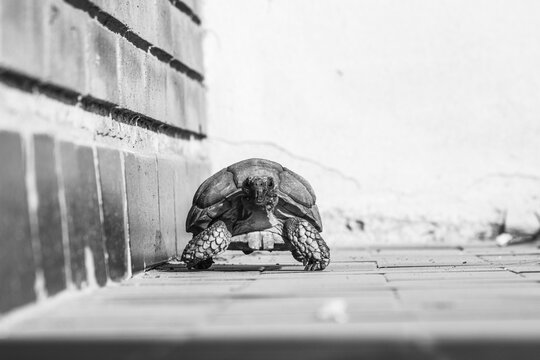 tortuga antigua