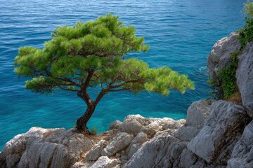 A lone tree on a rocky cliffside overlooking the turquoise ocean water