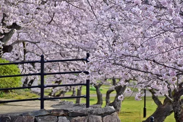 Crédence en verre imprimé 桜　さくら　サクラ　錦帯橋　山口