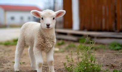 Fototapeta premium An extremely cute and mini lamb with fluffy and soft white wool is standing on the ground, and there are some small vegetation on the ground. 