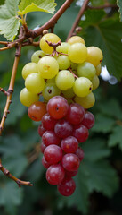 Fototapeta premium bunch of grapes