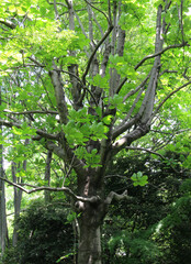 Tree of Japanese big-leaf magnolia (Magnolia obovata) with fresh green leaves in early summer forest.