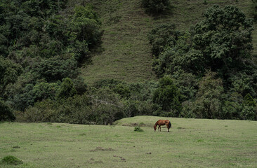 Caballo pastando en pradera verde junto a bosque montañoso en día nublado
