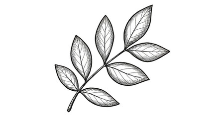 White Leaf Illustration on Black Background Botanical Decorative Element