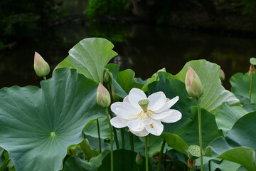 蓮の花　Lotus Flower