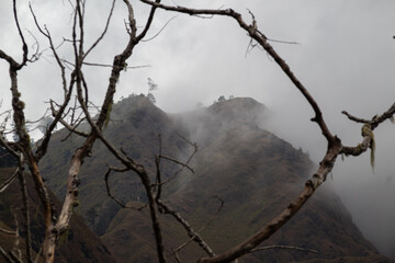 Remote mountain landscape framed by bare branches under a cloudy sky