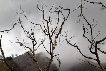 Remote mountain landscape framed by bare branches under a cloudy sky