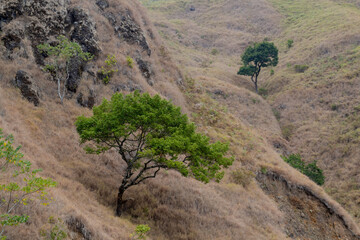 Solitary green tree stands resiliently on a dry brown grassy hillside.