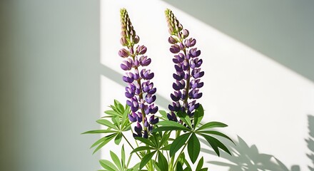 Two purple Lupinus flowers with green leaves against white wall.