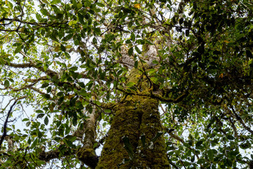 Lush green leaves and mossy branches seen from below in a forest canopy.