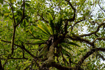 Lush green leaves and mossy branches seen from below in a forest canopy.