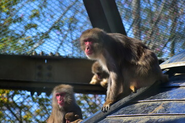 鳥取　中国地方　湊山公園　サル　猿