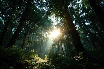 Obraz premium Forest view sun shining through dense trees dappled light on ground cover