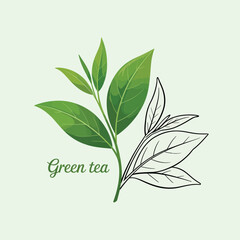 Green tea leaves illustration with one side colored and the other in outline