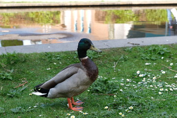 duck and ducklings