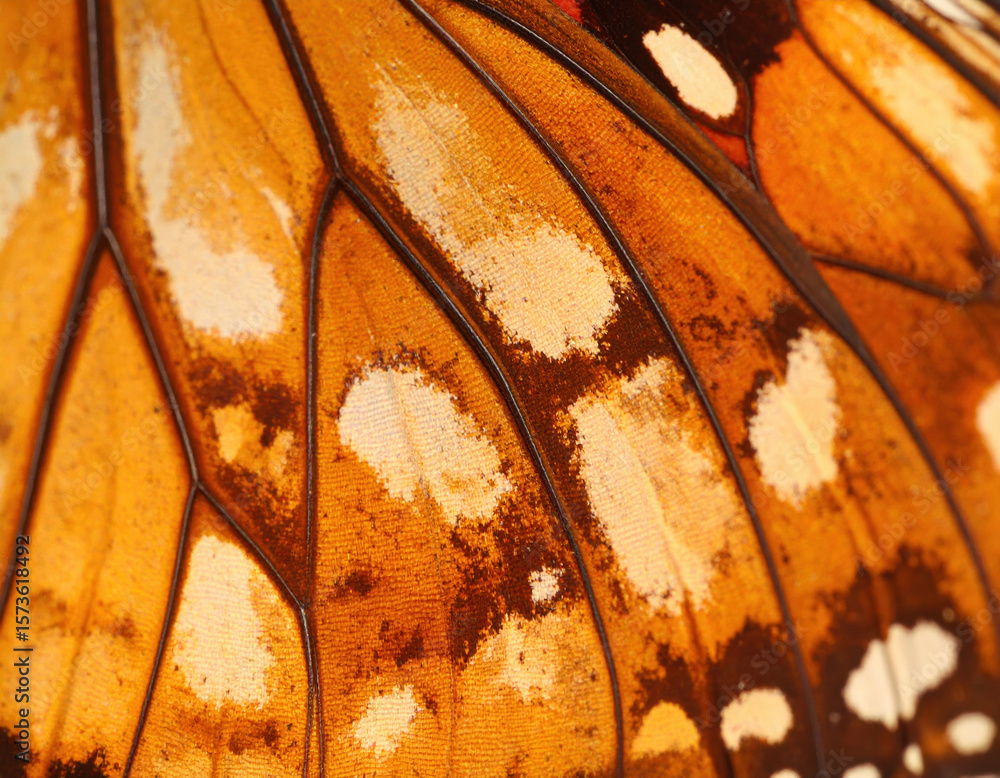 Poster delicate butterfly scales display vibrant orange patterns, showcasing intricate details and textures