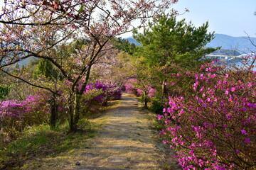 開山公園　愛媛