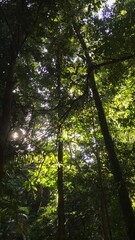 sun shining through trees