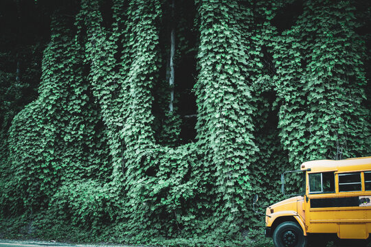 a hill and structure engulfed by kudzu vines with a school bus in the foreground. invasive plant design element.