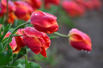 島根　チューリップ　春　伯太チューリップ　花