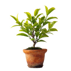  Green Tea Tree with Fresh Leaves on Transparent Background