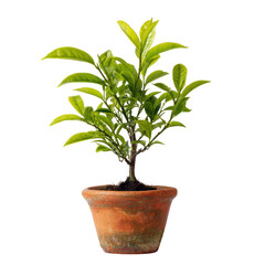  Green Tea Tree with Fresh Leaves on Transparent Background