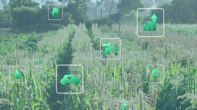 With scene opening, green icons fading on corn row path, icons clustering, drifting, showing growth