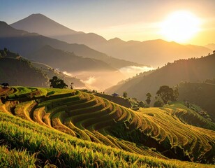 Obraz premium Golden rice terraces at sunrise (1)