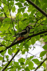 Woodpecker perched on a hornbeam branch high in the tree canopy outdoors.
