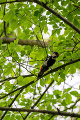 Woodpecker perched on a hornbeam branch high in the tree canopy outdoors.
