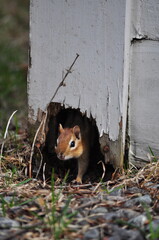 chipmunk in hole