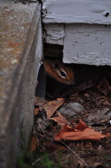 chipmunk hiding