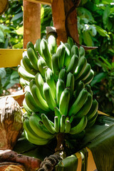 A close-up image of a large, healthy cluster of unripe green bananas hanging from a tree in a tropical setting. The bananas are illuminated by dappled sunlight and surrounded by lush green foliage. 

