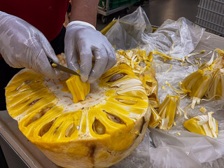 peeling and cutting into portions tropical fruit durian. yellow aromatic fresh durian