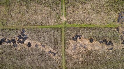 A summer rural landscape of post-harvest period in the middle of rice fields