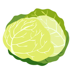 cabbage isolated on white background, flat design cabbage icon, minimalist healthy vegetable, clean nutrition graphic
