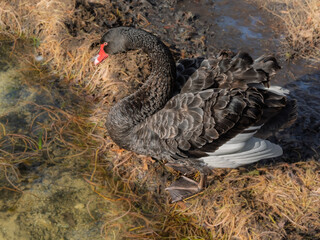 Black Swan On Bank Head Up