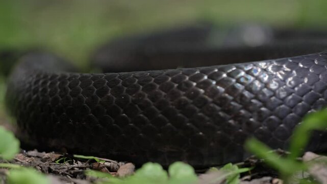 Snakes venom. Slithering snake close-up. Black snake crawling. Snakes in motion. Creeping reptile. Detail of snakeskin scales. Macro scaly snake skin. Snakes scale pattern. Black snake scales.