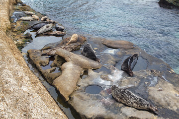 Seals and a Slaty blacked gull at a Nice beach at the shore of the Pacific Ocean view point in La...