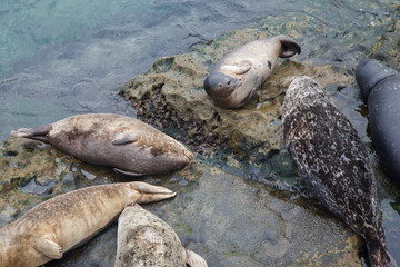 Seals and a Slaty blacked gull at a Nice beach at the shore of the Pacific Ocean view point in La...