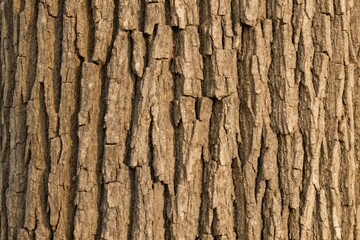 Obraz premium Close-up of tree bark texture, natural pattern 