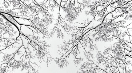 Snow-covered tree branches form intricate patterns against a bright, overcast sky.