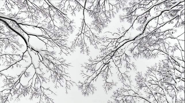Snow-covered tree branches form intricate patterns against a bright, overcast sky.