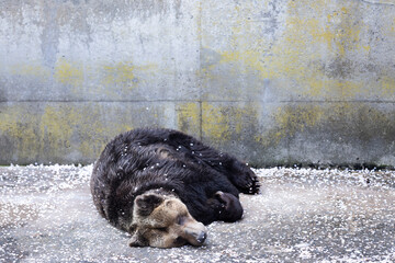春のお昼寝ヒグマと桜