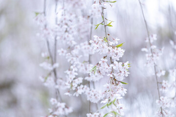 春の津軽満開の桜